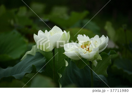 蓮 37711980