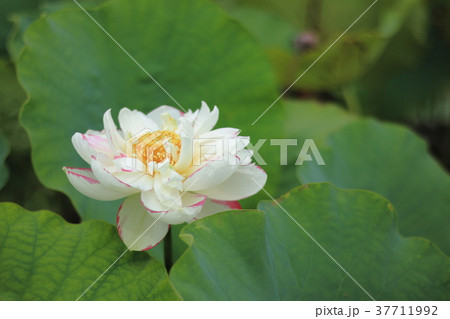 蓮 37711992