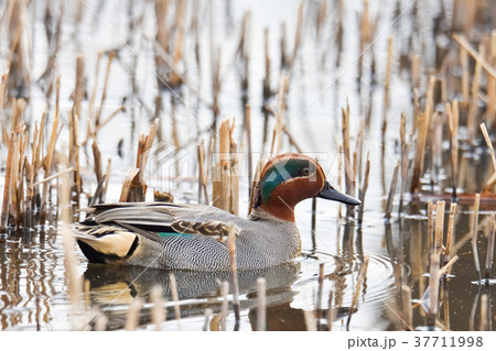 コガモ 37711998