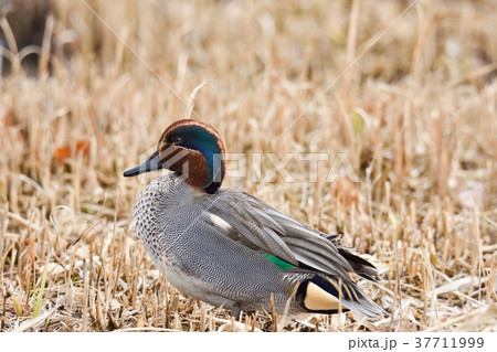 コガモ 37711999
