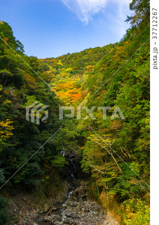 日本三大渓谷・秘境百選の大杉谷(三重県多気郡大台町) ※作品コメント欄に撮影位置情報有り 日本三大渓谷・秘境百選の大杉谷(三重県多気郡大台町) ※作品コメント欄に撮影位置情報有り 37712267