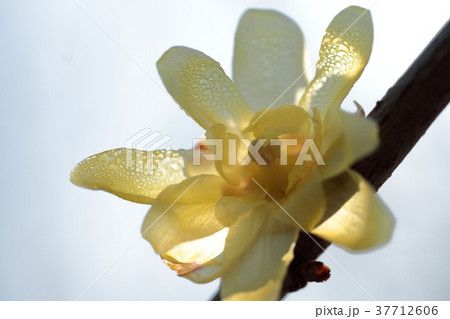 朝露と蠟梅 37712606