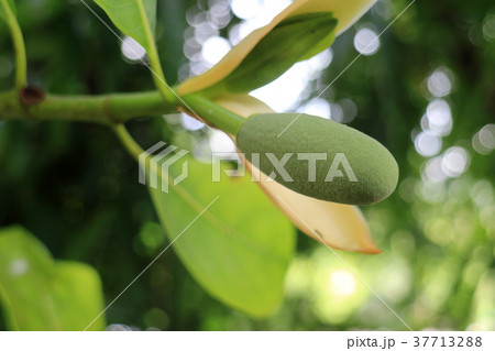 パラミツ(ジャックフルーツ）の花 37713288