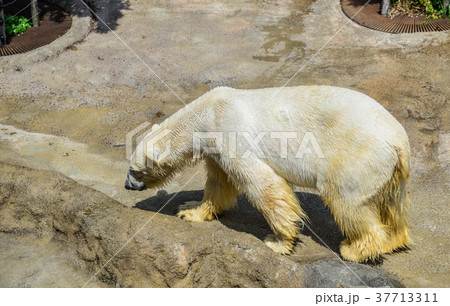 シロクマ　動物園 37713311