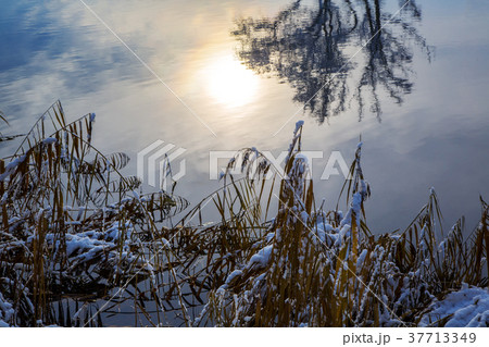 winter landscape with trees 37713349