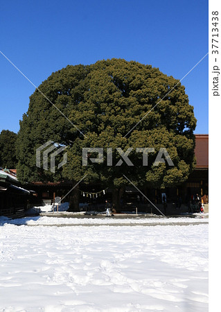 青空快晴の明治神宮本殿　夫婦楠　雪景色 37713438