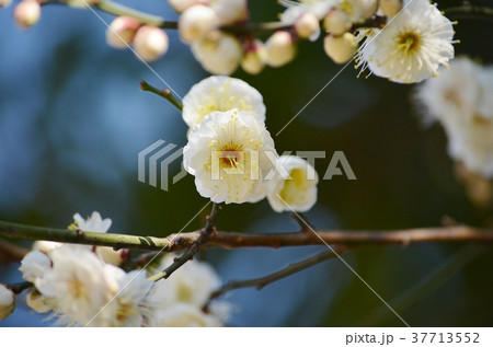 白梅 白梅 37713552