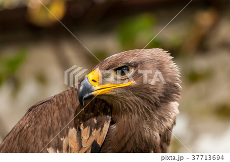 Close-up of a Steppe Eagle 37713694