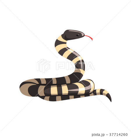 California king snake with black and white bands 37714260