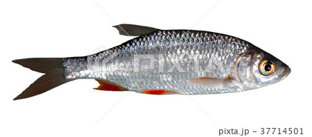 Rudd freshwater fish coop free 37714501