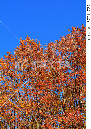 秩父ミューズパーク 37714727