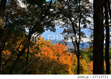 秩父ミューズパーク 37714731