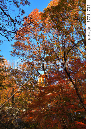 秩父ミューズパーク 37714735