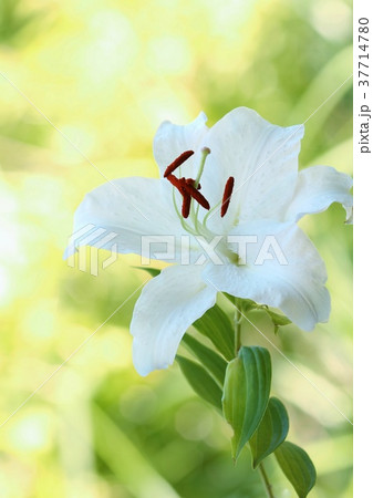 ユリ カサブランカ 白花の写真素材