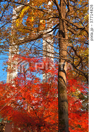 秩父ミューズパーク 秩父ミューズパーク 37714826