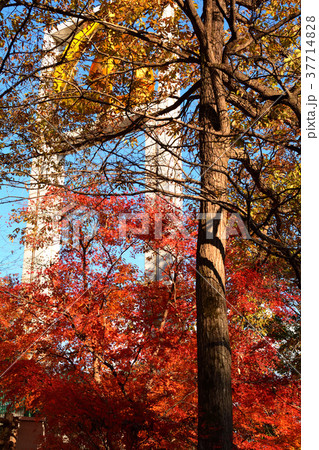 秩父ミューズパーク 37714828