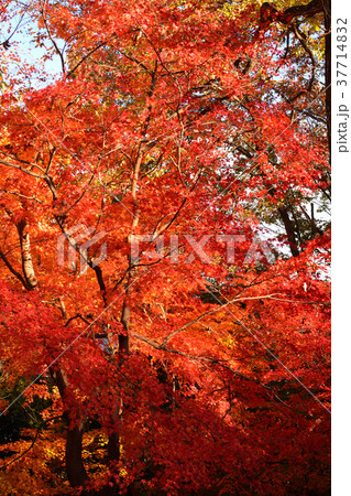 秩父ミューズパーク 37714832