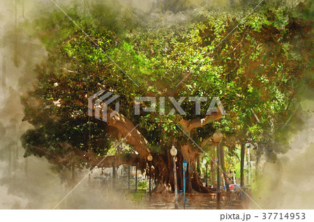 Ficus alley Alicante, huge trees giants, Spain Ficus alley Alicante, huge trees giants, Spain 37714953