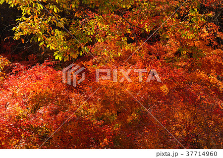 秩父ミューズパーク 37714960