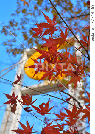 秩父ミューズパーク 37714965