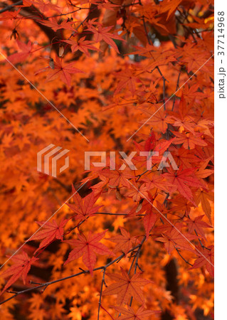 秩父ミューズパーク 37714968