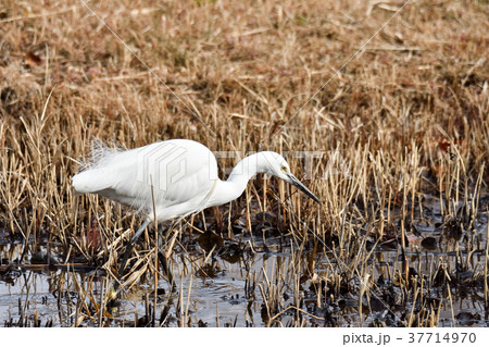 コサギ 37714970