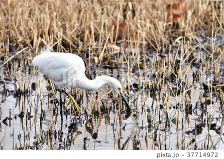 コサギ 37714972