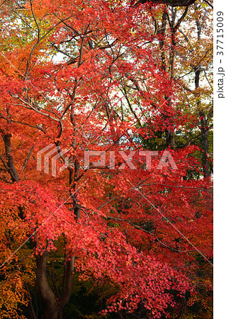 秩父ミューズパーク 37715009