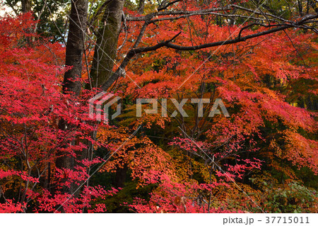 秩父ミューズパーク 37715011