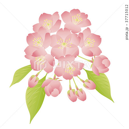 桜 房咲き 葉桜 イラストのイラスト素材