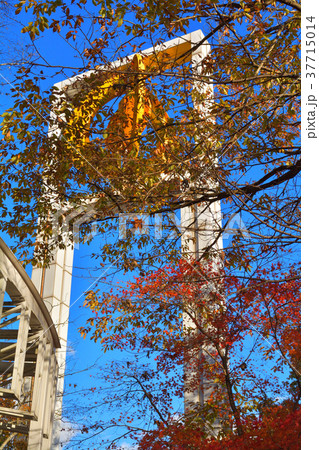 秩父ミューズパーク 37715014