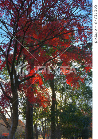 秩父ミューズパーク 37715105