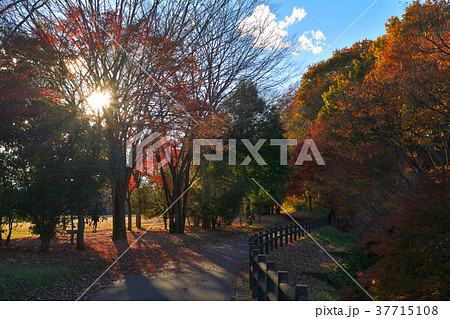 秩父ミューズパーク 秩父ミューズパーク 37715108