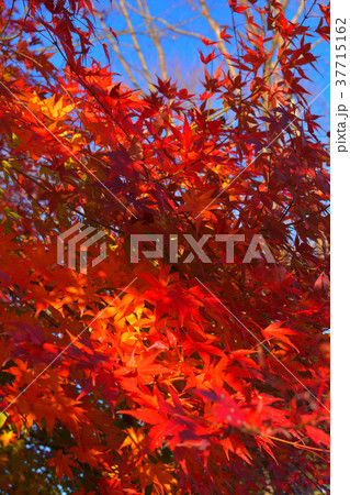 秩父ミューズパーク 37715162