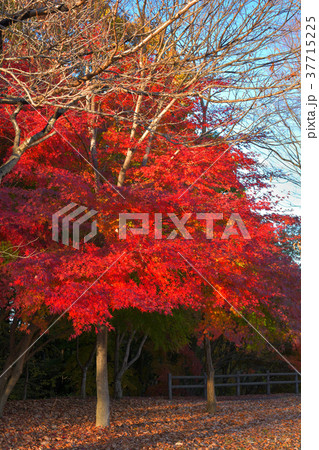 秩父ミューズパーク 37715225