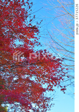 秩父ミューズパーク 37715226