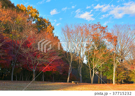 秩父ミューズパーク 37715232