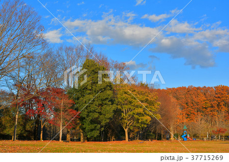 秩父ミューズパーク 秩父ミューズパーク 37715269