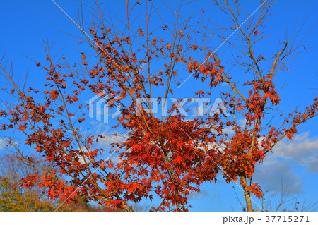 秩父ミューズパーク 37715271