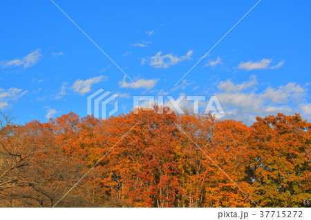 秩父ミューズパーク 秩父ミューズパーク 37715272