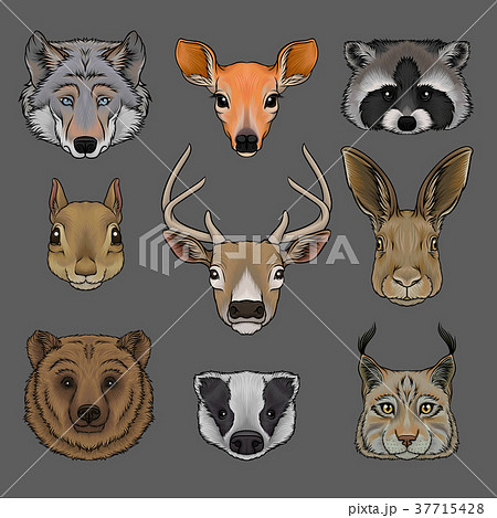 Head of wild animals set, portrait of wolf, doe 37715428