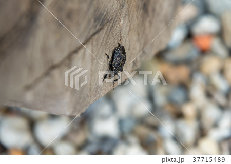 昆虫 虫 蟲 37715489