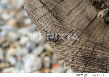 昆虫 虫 蟲 37715548