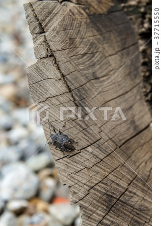 昆虫 虫 蟲 37715550