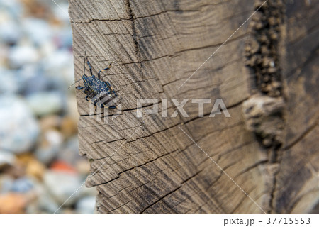 昆虫 虫 蟲 37715553