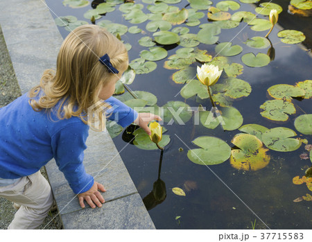 Girl trying picking water lily flowers 37715583