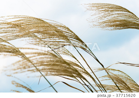 植物 工場 プランツ 37715620