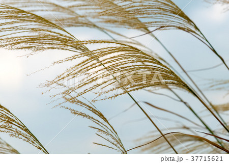 植物 工場 プランツ 37715621