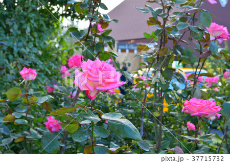 横浜イングリッシュガーデン 37715732