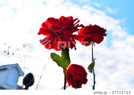 横浜イングリッシュガーデン 37715733